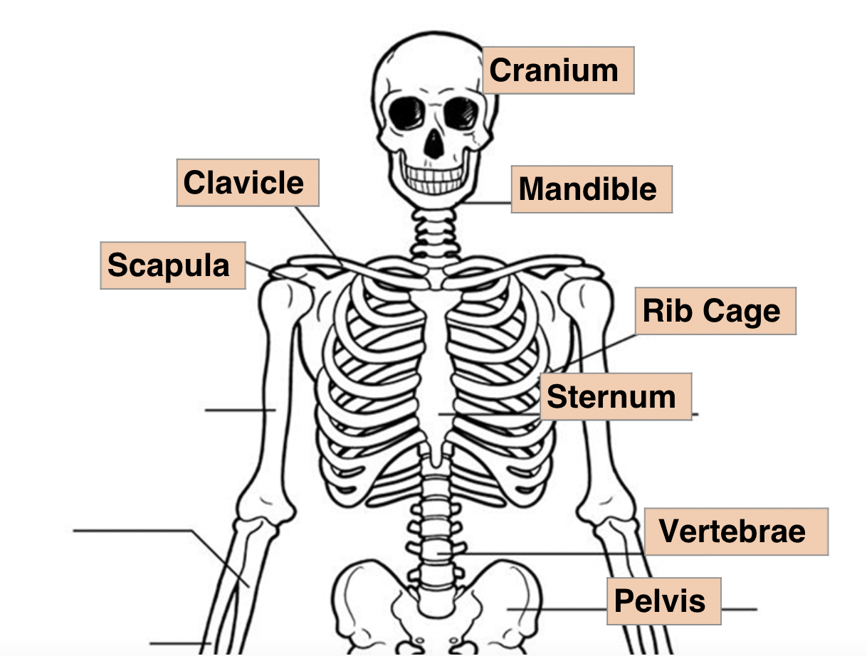 Biophysical Skills Flashcards